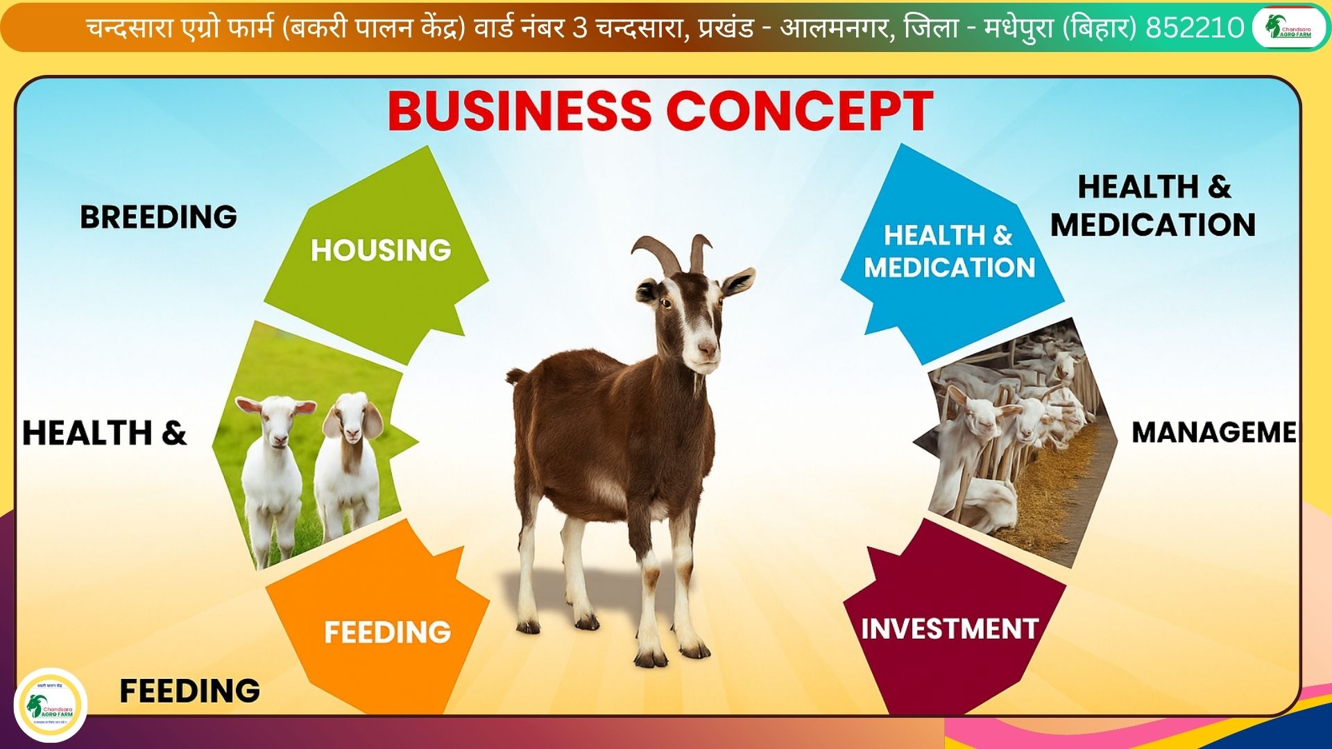 Chandsara Agro Farm (Goat Cultivation) 1